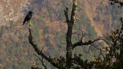Black birds in the tree on mountains Stock Footage 75246245
