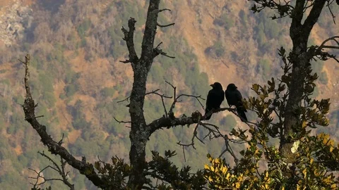 Black birds in the tree on mountains Stock Footage 75246359
