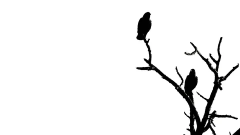 Black birds on a white background Stock Footage 123765186