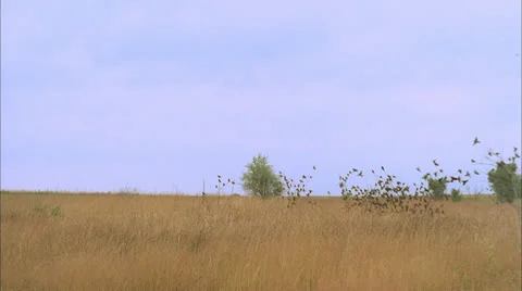 Black birds,Fly,flush,Nb Stock Footage 25879228