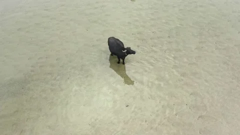 Black bison standing in the water looking at camera. Stock-Footage 136887575