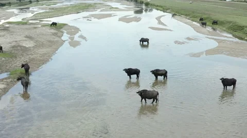 Black bisons pasturing by the water. Stock Footage 136886749