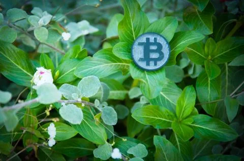 Black Bit Coin on leafs Fotos de archivo