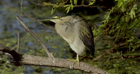 Black Bittern Bharatpur Vídeo Stock 330947635