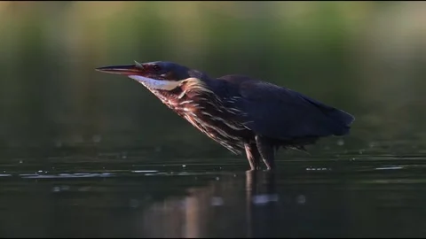 Black Bittern Bird Catching and Eating Fish in Wetland Marsh 스톡 동영상 330923835