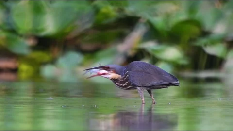 Black bittern catching fish in water, ixobrychus flavicollis hunting prey Video stock 330914543