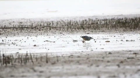 Black Bittern Stock Footage 64090279