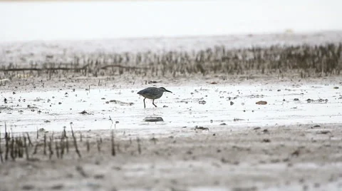 Black Bittern. Stock Footage 64090282