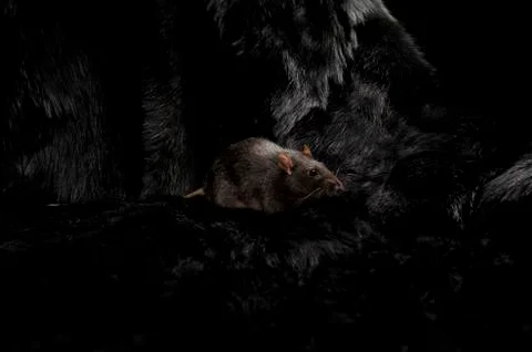 Black on black. Stock Photos
