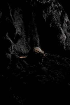 Black on black. Foto stock