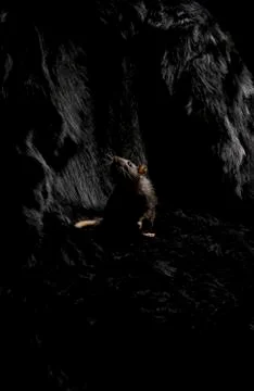 Black on black. Stock Photos