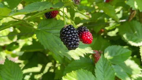 Black blackberry berries Stock Footage 247526073