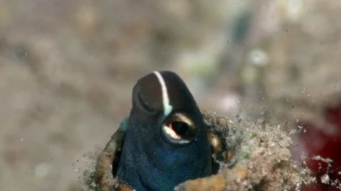 Black blenny in the hole 스톡 동영상 97767907