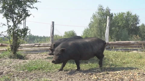 Black boar on the farm Stock Footage 141090574
