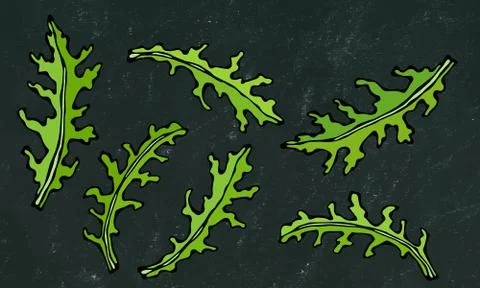 Black Board Background. Set of Arugula Rucola, Rocket Salad Fresh Green Leave Stock Illustration