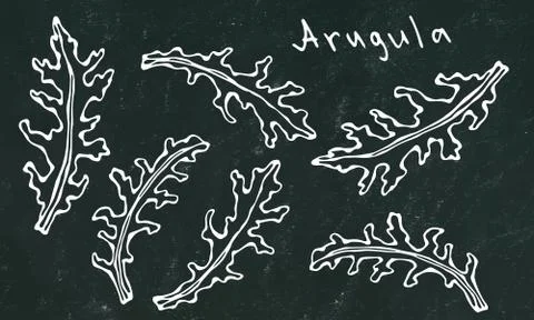 Black Board Background. Set of Arugula Rucola, Rocket Salad Fresh Green Leave Stock Illustration