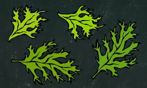 Black Board Background. Set of Green Curley Parsley Leaves. Background With A Stock Illustration