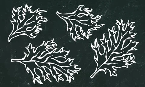 Black Board Background. Set of Green Curley Parsley Leaves. Background With A Stock Illustration