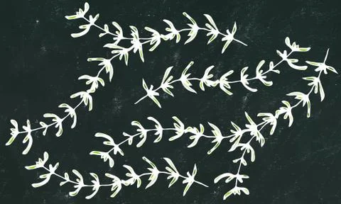 Black Board Background. Set of Thyme Branch. Background with Aromatic Healing Stock Illustration