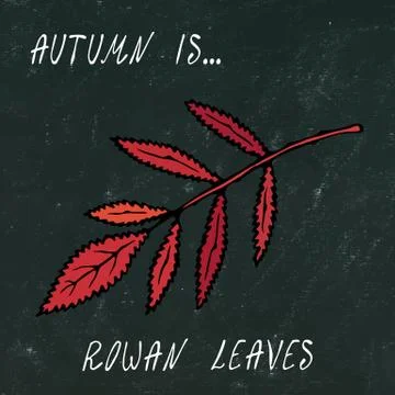 Black Board. Red Rowan Leaf. Autumn or Fall Harvest Collection. Realistic Han 스톡 일러스트