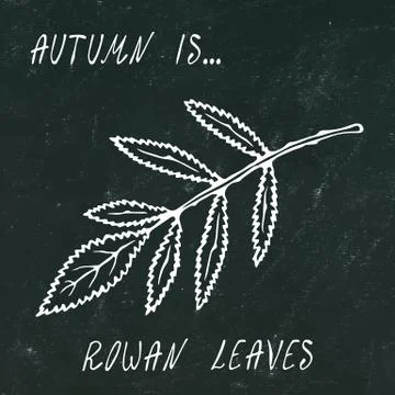 Black Board. Red Rowan Leaf. Autumn or Fall Harvest Collection. Realistic Han イラスト素材