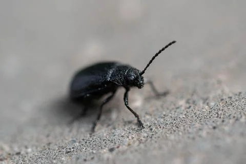 A black-bodied beetle on the ground in macro. selective focusing. Stock Photos