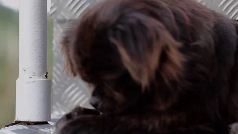 Black Bog scratching himself Stock Footage 78766961
