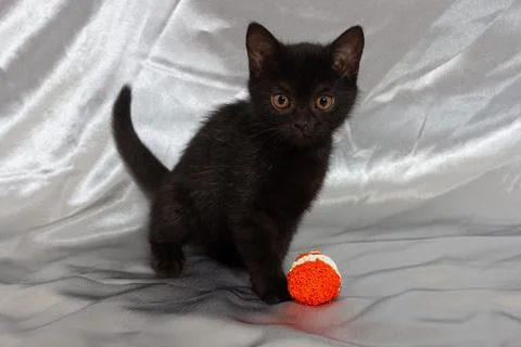Black bombay kitten cat with ball cute Stock Photos