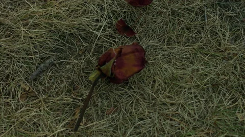Black boot stepping on and crushing a dried rose Vidéo 63310998