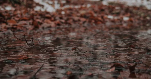 Black boots step on mud and leaves in autumn forest.  Concept of pathfinder Video stock 148859892