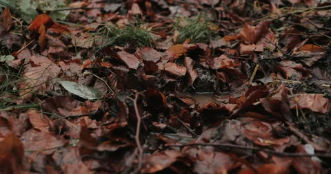 Black boots step on mud and leaves in autumn forest.  Video stock 148860824