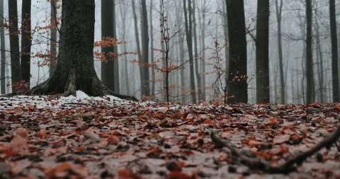 Black boots step on mud and leaves in autumn forest.  Concept of pathfinde Video stock 148860943