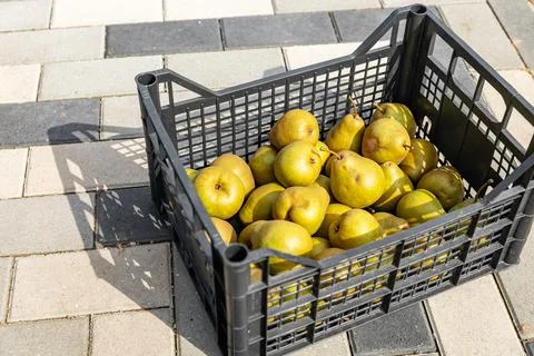 Black box of pears. Close-up of a box of ripe pears on a natural background.. Stock Photos
