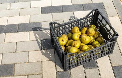 Black box of pears. Close-up of a box of ripe pears on a natural background.. Stock Photos
