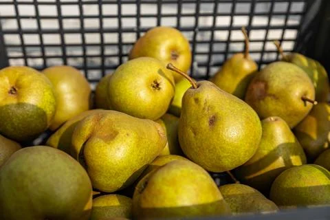 Black box of pears. Close-up of a box of ripe pears on a natural background.. Foto stock