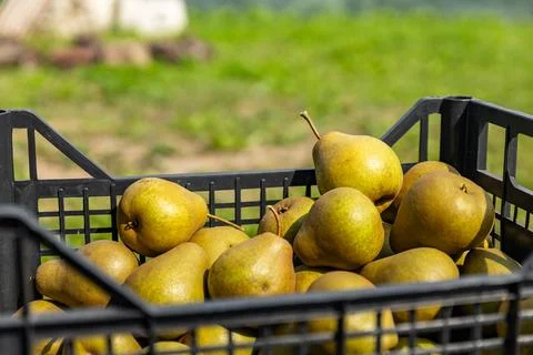Black box of pears. Close-up of a box of ripe pears on a natural background.. Stock Photos