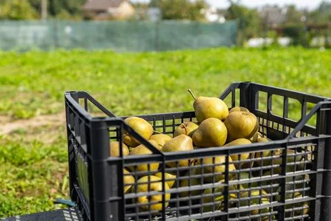 Black box of pears. Close-up of a box of ripe pears on a natural background.. Stock Photos