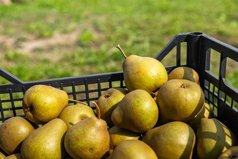 Black box of pears. Close-up of a box of ripe pears on a natural background.. Stock Photos