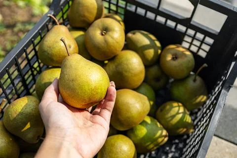Black box of pears. Close-up of a box of ripe pears on a natural background.. Stock Photos