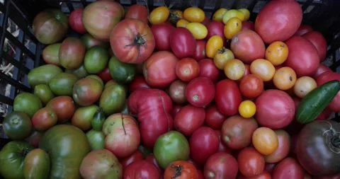 Black box with red ripe and green unripe tomatoes. Stock Footage 150233985