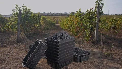 Black boxes with cut bunches of red grapes stand between rows of grape bushes Stock Footage 270065458