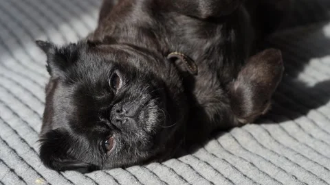 Black brabancon or pug sleeping on home sofa, waiting for owner. Vídeos de archivo 341849482