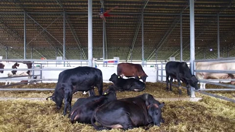Black Brahman zebu cattle lying on straw bedding inside a modern farm barn. Dome Stock Footage 341408270