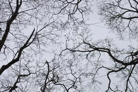 Black branches against the sky. Stock Photos