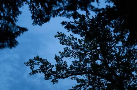 Black branches of the coniferous tree. Stock Photos