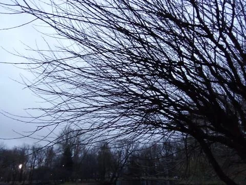 Black branches on a gray background Stock Photos