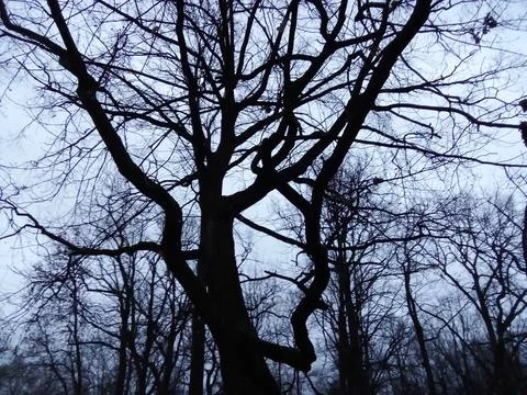Black branches on a gray background Stock Photos