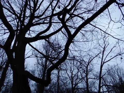 Black branches on a gray background Stock-Fotos