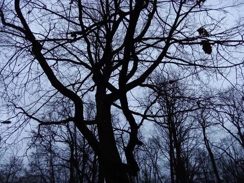 Black branches on a gray background Stock Photos