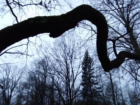 Black branches on a gray background Stock Photos
